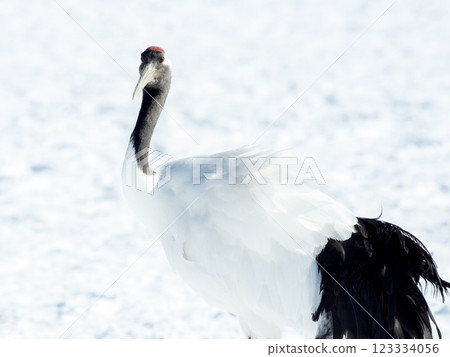 The white feathers of a red-crowned crane The white feathers of a red-crowned crane 123334056