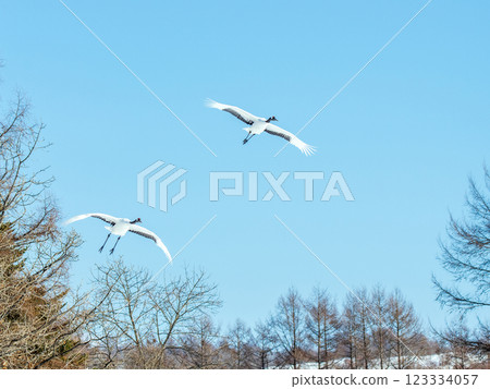 Flying in the blue sky Flying in the blue sky 123334057