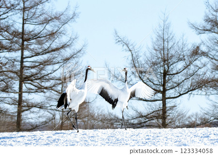 Dancing cranes Dancing cranes 123334058