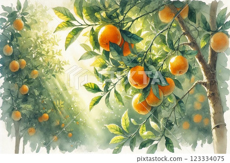 Mandarin orange trees and mandarins 123334075
