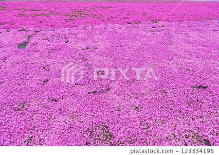 Moss phlox spreading all over 123334198