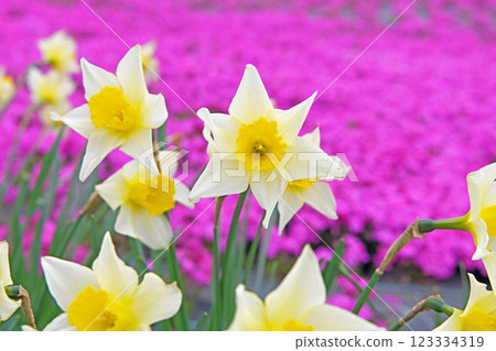 Yellow daffodils and a field of moss pinks 123334319
