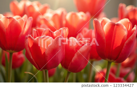 Red tulips in sunlight with soft green background. Blooming spring flowers for greeting card, Women's Day, Mother's Day, Veterans Day, memory, celebration, nature beauty Red tulips in sunlight with soft green background. Blooming spring flowers for greeting card, Women's Day, Mother's Day, Veterans Day, memory, celebration, nature beauty 123334427