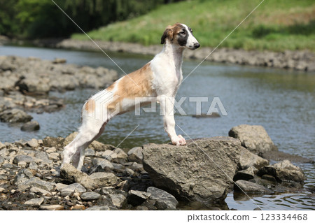 Puppy of Russian Hunting Sighthound Puppy of Russian Hunting Sighthound 123334468