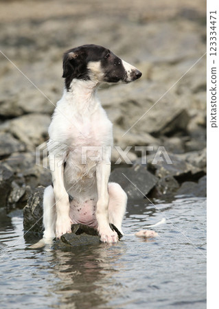 Puppy of Russian Hunting Sighthound Puppy of Russian Hunting Sighthound 123334471