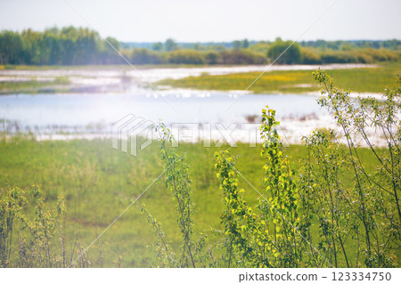A field of grass with a body of water in the background. The water is calm and the grass is lush and green. The scene is peaceful and serene 123334750