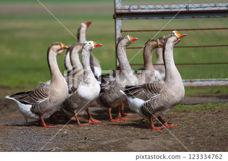 A group of domestic geese are walking around a farmyard. They are going to graze in a field. A group of domestic geese are walking around a farmyard. They are going to graze in a field. 123334762