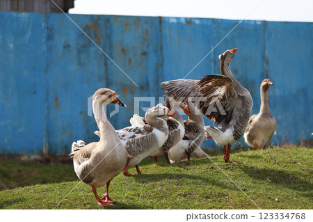 A group of domestic geese is grazing. One of them is flapping its wings beautifully. 123334768