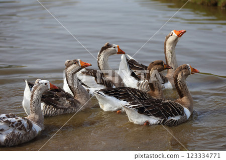 Geese with orange beaks swim in a man-made pond with murky water on a summer day in a farmyard. 123334771