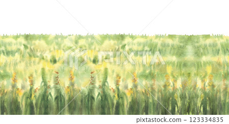 Field of corn seamless border. Field of green grasses, yellow flowers or crops, harvest Watercolor landscape, nature background with agricultural field. Painted illustration isolated from background 123334835