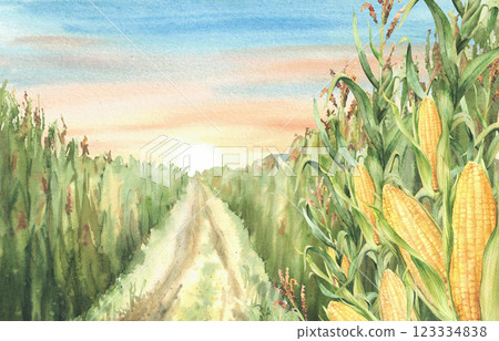 Cornfield road or agricultural field against sunset or sunrise sky. Golden maize cobs plants close up with yellow flowers. Watercolor painted landscape with path. Illustration isolated from background Cornfield road or agricultural field against sunset or sunrise sky. Golden maize cobs plants close up with yellow flowers. Watercolor painted landscape with path. Illustration isolated from background 123334838