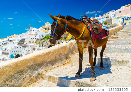 Donkey taxis in Santorini, Greece Donkey taxis in Santorini, Greece 123335305
