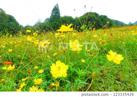 Cosmos in full bloom, Autumn cherry blossoms, Cosmosberg, Omoshiroyama Plateau 123335426