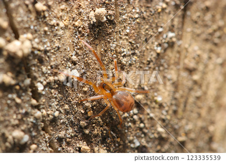 一隻琥珀色的小蜘蛛躲在腐爛的木頭後面（自然環境的閃光燈+微距特寫） 123335539