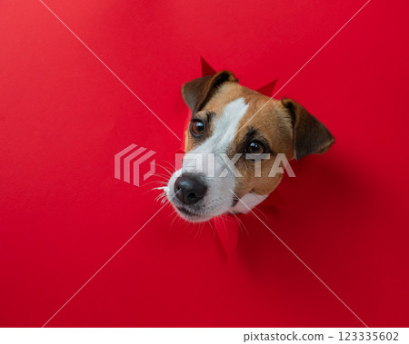 Funny Jack Russell Terrier dog sticks out through a red cardboard background. Copy space.  123335602