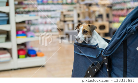 Jack Russell Terrier dog in a stroller in a pet store.  123335685