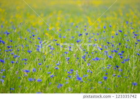 Cornflower field with green grass in emerald vintage tint. Natural floral background. 123335742
