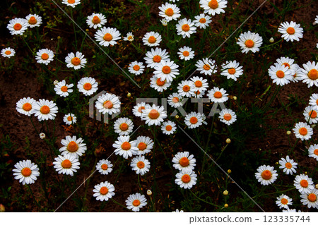 Chamomiles on a dark background. Camomile field. 123335744