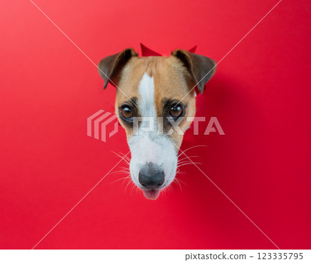 Funny dog licks his nose. Jack Russell Terrier head sticking out through red cardboard background. Copy space.  123335795