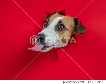 Funny dog licks his nose. Jack Russell Terrier head sticking out through red cardboard background. Funny dog licks his nose. Jack Russell Terrier head sticking out through red cardboard background. 123335944