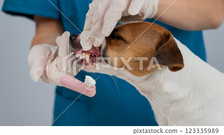 A vet is cleaning the teeth of a Jack Russell Terrier. A vet is cleaning the teeth of a Jack Russell Terrier. 123335989
