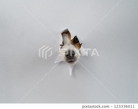 The nose of a Jack Russell Terrier dog sticks out of light gray cardboard. Copy space. The nose of a Jack Russell Terrier dog sticks out of light gray cardboard. Copy space. 123336011