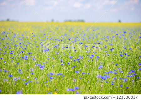 Cornflower field with green grass and blue sky. Natural natural background. Cornflower field with green grass and blue sky. Natural natural background. 123336017