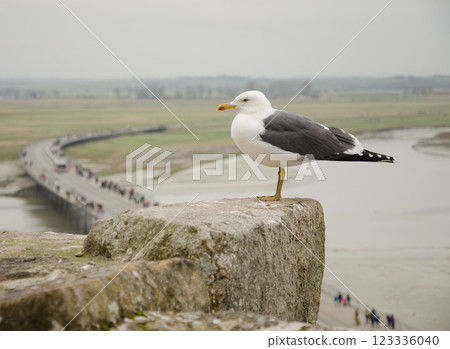 Lesser black-backed gull. 123336040