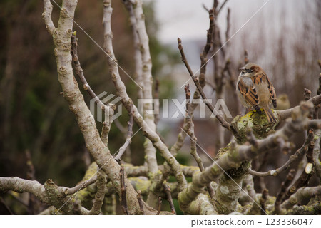 Male house sparrow. 123336047