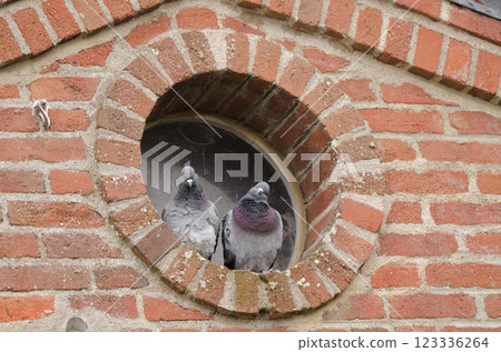 Domestic pigeons Columba livia domestica. Domestic pigeons Columba livia domestica. 123336264