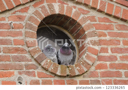Domestic pigeons Columba livia domestica. Domestic pigeons Columba livia domestica. 123336265