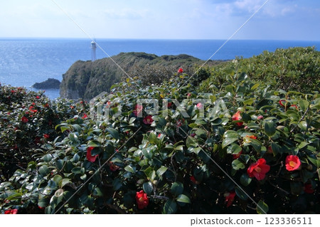 足折岬的山茶花盛開(高知縣土佐清水市) 足折岬的山茶花盛開(高知縣土佐清水市) 123336511