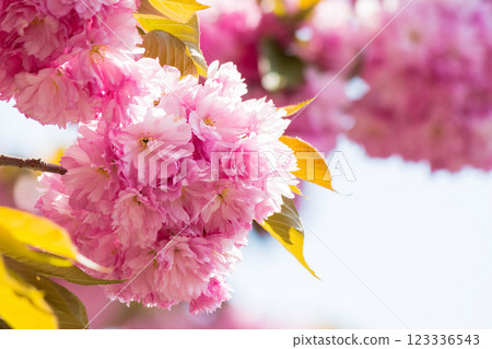 lush pink sakura blossom background. sunny weather in spring. hanami season in ukraine lush pink sakura blossom background. sunny weather in spring. hanami season in ukraine 123336543