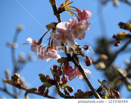 Kawazu cherry blossoms in front of Inage Kaigan Station that have begun to bloom Kawazu cherry blossoms in front of Inage Kaigan Station that have begun to bloom 123336564