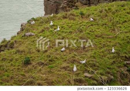 Colony of European herring gulls. Colony of European herring gulls. 123336626