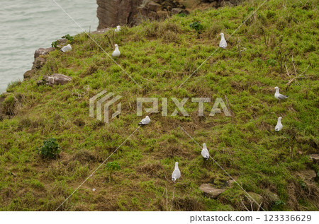 Colony of European herring gulls. 123336629