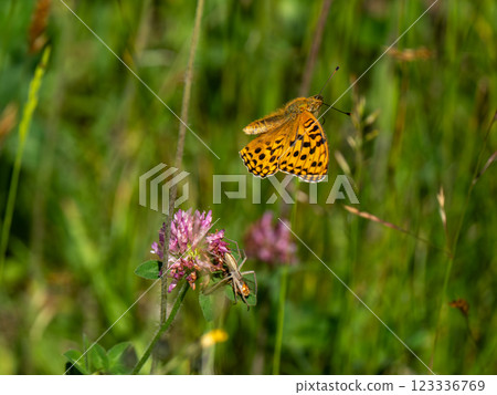 Ura Gin Hyumon Ura Gin Hyumon 123336769