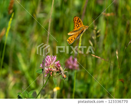 Ura Gin Hyumon Ura Gin Hyumon 123336770