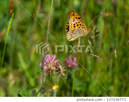 Ura Gin Hyumon Ura Gin Hyumon 123336771