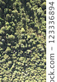 Forest Aerial 123336894