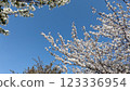 Cherry blossoms in full bloom shining in the blue sky 123336954