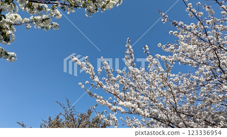 Cherry blossoms in full bloom shining in the blue sky 123336954