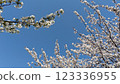 Cherry blossoms in full bloom shining in the blue sky 123336955