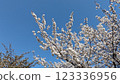 Cherry blossoms in full bloom shining in the blue sky 123336956