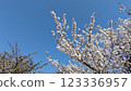 Cherry blossoms in full bloom shining in the blue sky 123336957