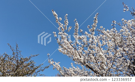 盛開的櫻花在藍天中閃耀 盛開的櫻花在藍天中閃耀 123336957