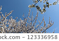 Cherry blossoms in full bloom shining in the blue sky 123336958