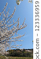 Cherry blossoms in full bloom shining in the blue sky 123336959