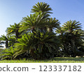 Cycads Cycads 123337182