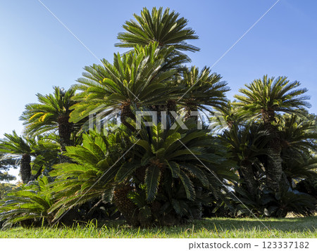Cycads 123337182